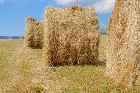 Straw roll bales on the field at the daytime in the end of august