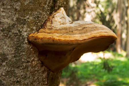 Wood mushroom growing on the trunk of tree in the forest