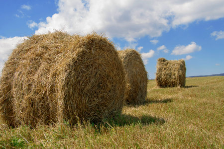 Straw roll bales in empty field at the daytime in the end of summer