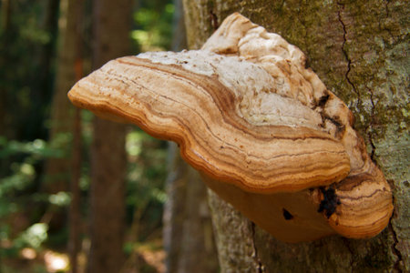 Wood mushroom growing on the trunk of tree in the forest