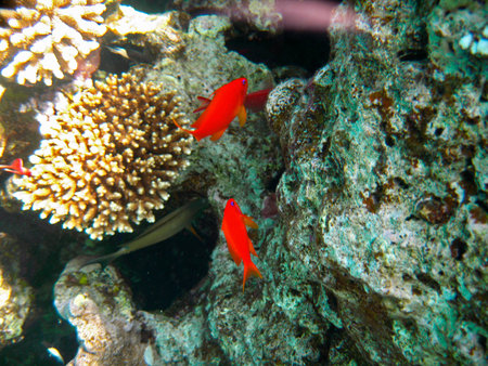 Small tropical exotic fish red colors and blue eyes moving over the reef underwater of Red sea Egypt