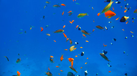 Small tropical exotic fishes different colors and types moving over the reef underwater of Red sea...