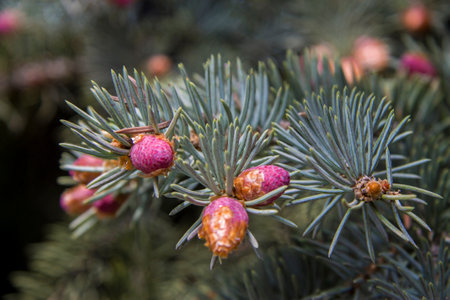 Pine tree with small violet cones and green needles closeup in the forestの写真素材