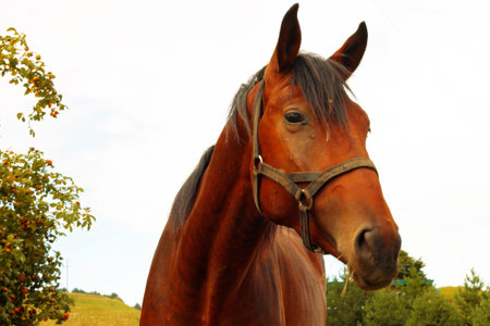 Horse grazing On The Caucasus green Meadow summertime