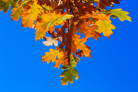 An Yellow oak leaves on the branches against blue sky in the autumn forest. Golden autumn