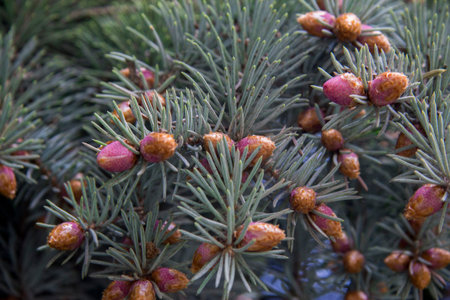 Pine tree with small violet cones and green needles closeup in the forest