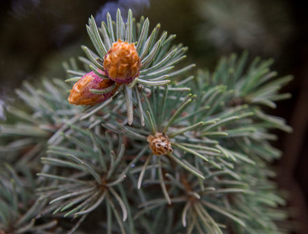 Pine tree with small violet cones and green needles closeup in the forest