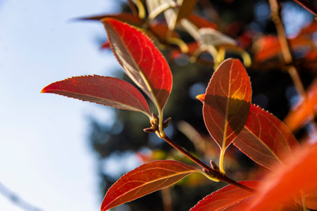Autumn plant, bright red autumn leaves on the branch of autumn trees. Sunny autumn landscapeの写真素材
