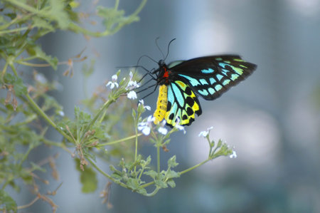 Butterfly on flower