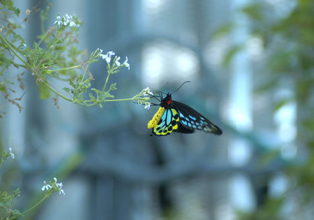 Butterfly on flower
