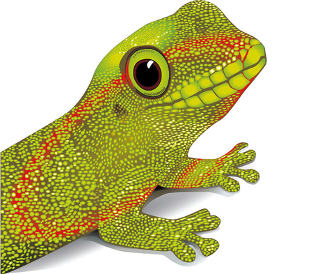 gecko vektor のイラスト素材