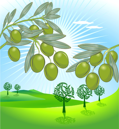 olive and freshly harvested olivesのイラスト素材