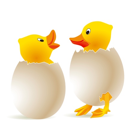 Chick in Eggのイラスト素材