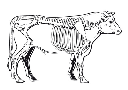 Cattle skeletonのイラスト素材
