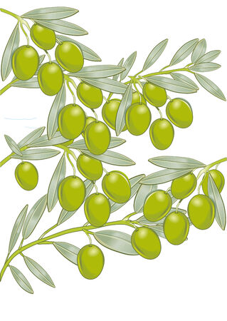 Olives on the tree のイラスト素材