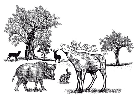 Wild on the gladeのイラスト素材