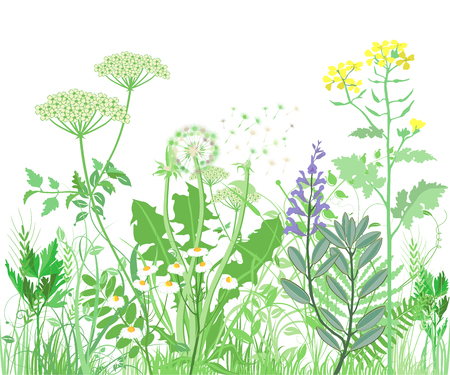 Herbs and wildflowers. Botanical Illustrationのイラスト素材