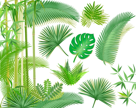 Exotic tropical plants illustrationのイラスト素材