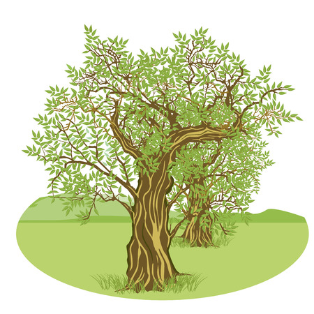 Olive trees in the countrysideのイラスト素材