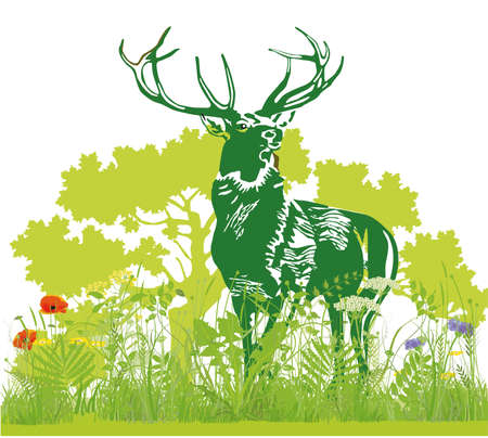 Deer in the meadow illustrationのイラスト素材