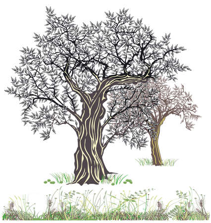 old olive trees in nature, illustration isolated on white backgroundのイラスト素材