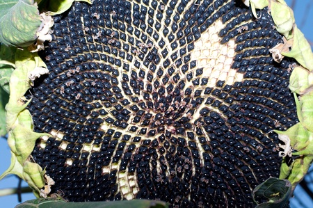 The image shows a ripe sunflowerの写真素材
