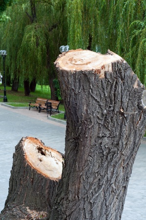 Big tree stump on clearing in a park close-upの写真素材