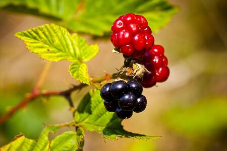 Close-up of ripening blackberries on the vine.の写真素材