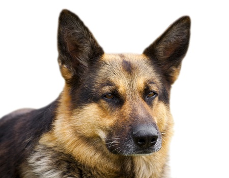 German Shepherd lying in front, isolated on white background.の写真素材