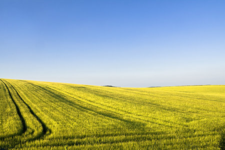 Landscape - yellow filed, the blue sky