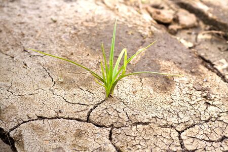 Green plant growing from cracked earth. New life.の写真素材