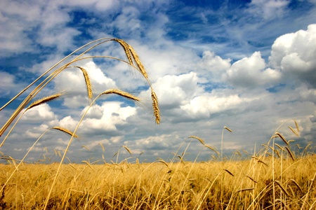 Heavy rye strokes, midday, grey cloudsの写真素材