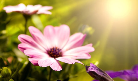 Spring flowers in beautiful background