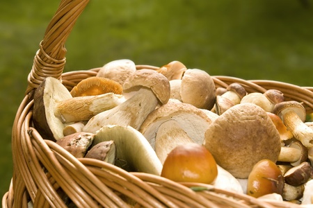 Basket with edible mushrooms. Fungus.の写真素材