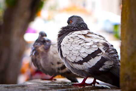 Dove. pigeon in fountain.の写真素材