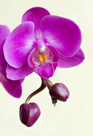 Flower on soft yellow background. Shot in studioの写真素材