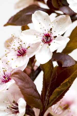 Peach white blossom closeup. Spring season.の写真素材