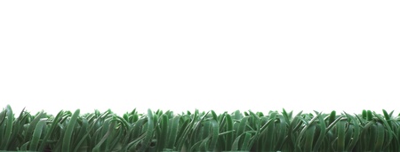 artificial grass isolated on white. shot in studio.の写真素材