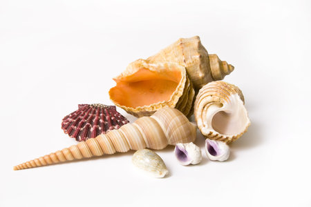 Conch isolated on white background