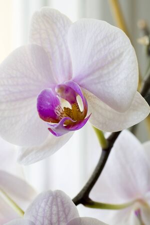 Delicate white colors orchid flower. Shot in studio.の写真素材