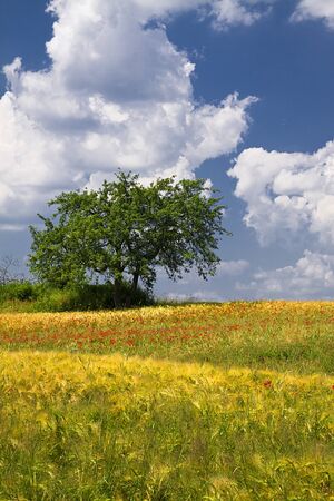 Spring landscape - yellow field lonely tree and the blue skyの写真素材