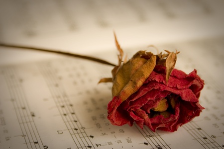 Single red rose over sheet musicの写真素材
