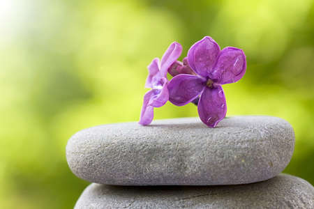 Flower balanced on stones, Selective Focusの写真素材