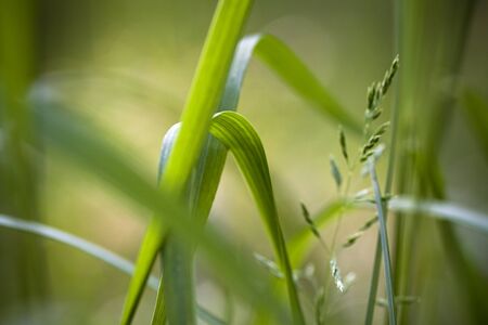 Extreme Macro: Grass. Selective focus.の写真素材