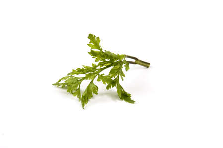 Parsley isolated on whiteの写真素材