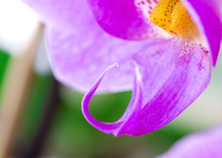 Delicate purple colors orchid flower  Shot in studio の写真素材