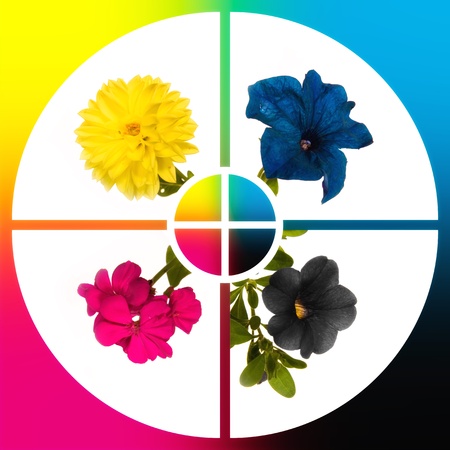 Conceptual image-grid of flowers colour CMYKの写真素材