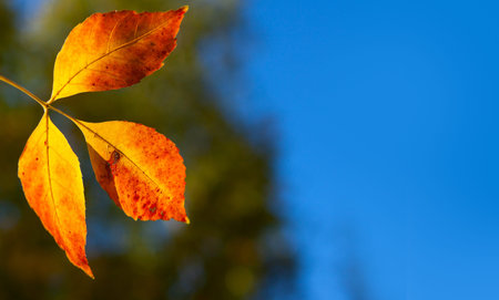 Autumn leaves