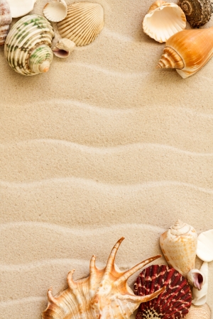 sea shells with sand as backgroundの写真素材