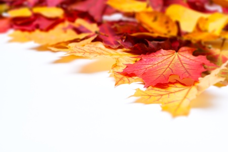 autumn leafs on white backgroundの写真素材